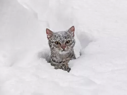 cat in snow