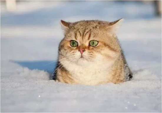 snow cat