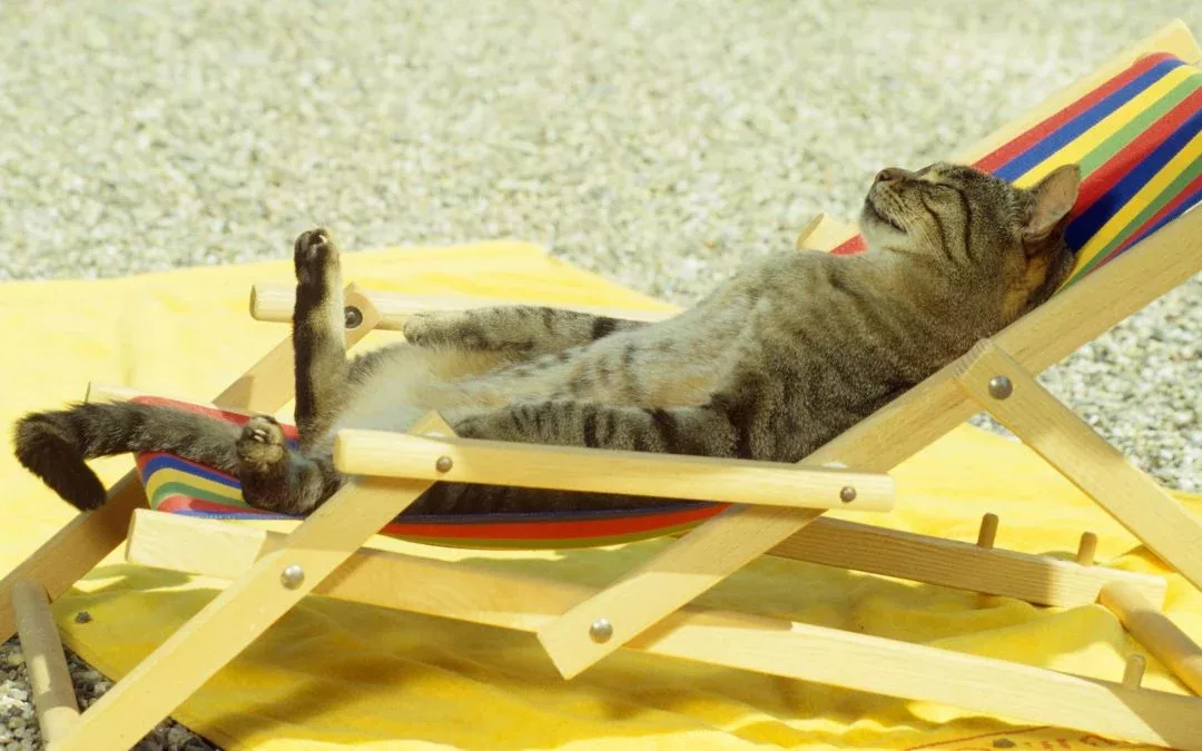 cat sunbath chill