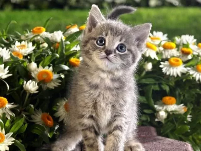 Tabby Kitten and Spring Flowers