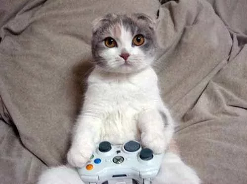 cat video games