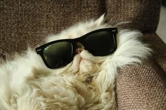 l Cool cat