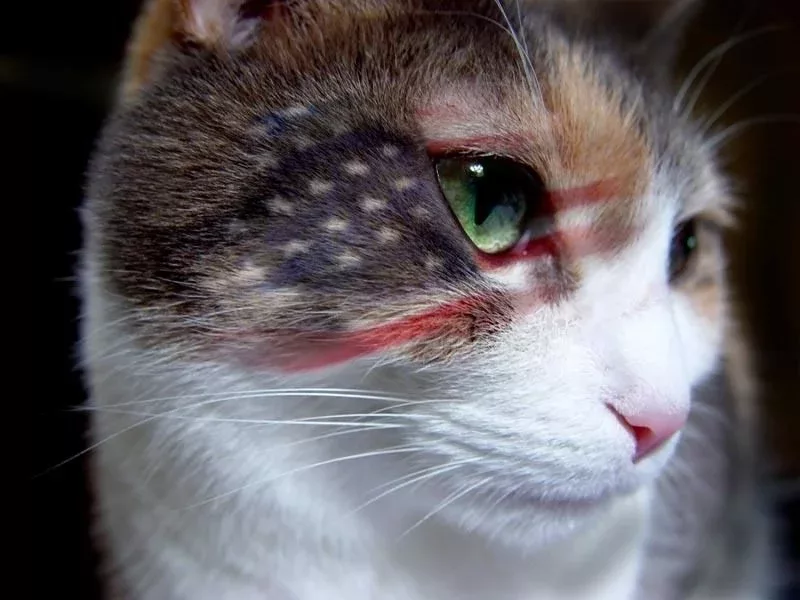 flag cat