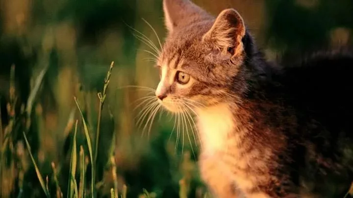 Cat In Field At Sunset Time 720x405