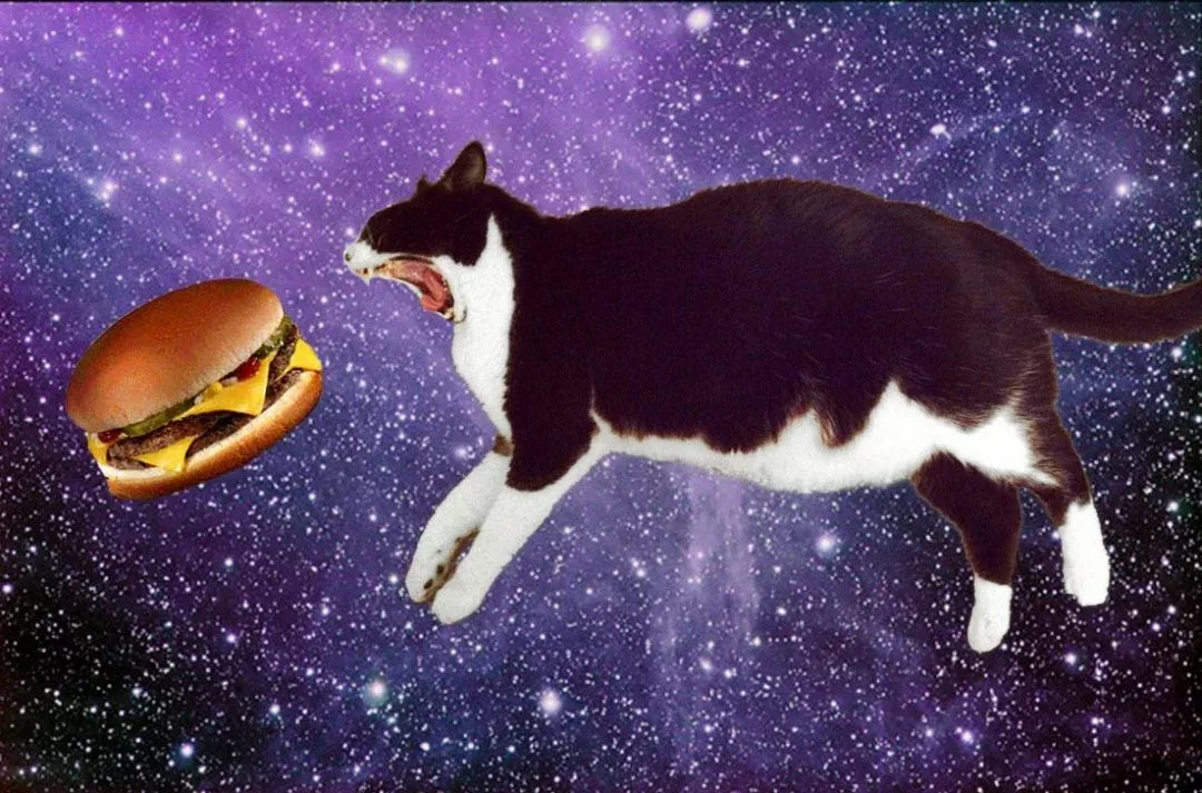 35342 funny wtf space cat  eating burger