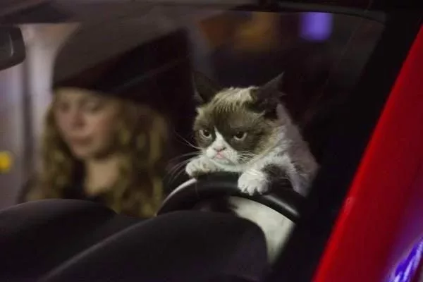 grumpy cat christmas car 600x400