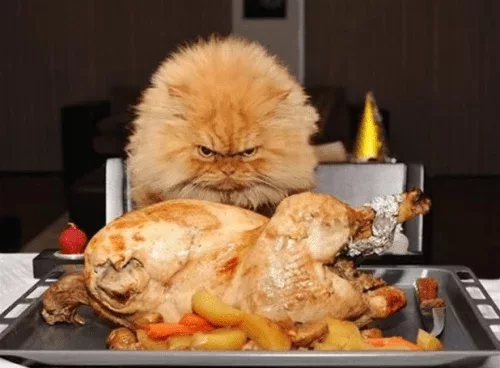 grumpy thanksgiving cat 500x368