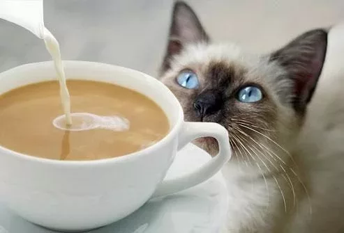 jiu rf photo of cat looking at coffee