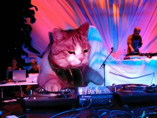 dj cat