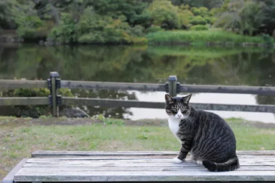 park cat