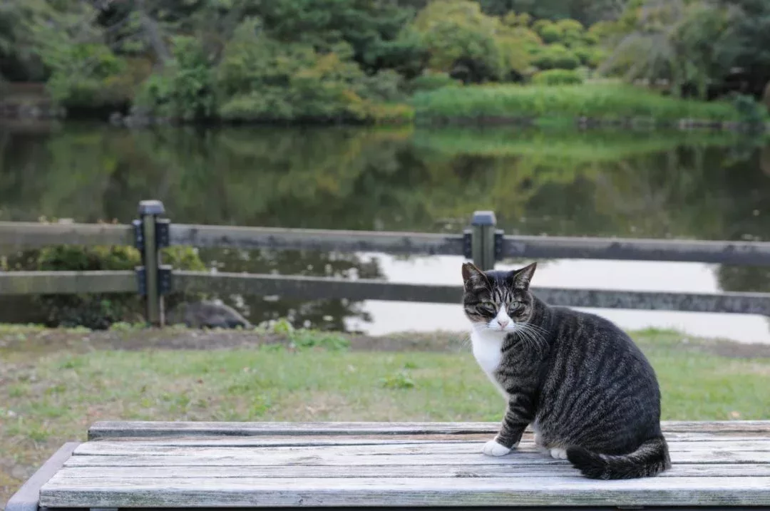 Dark mackerel tabby cat in a park Hisashi 01