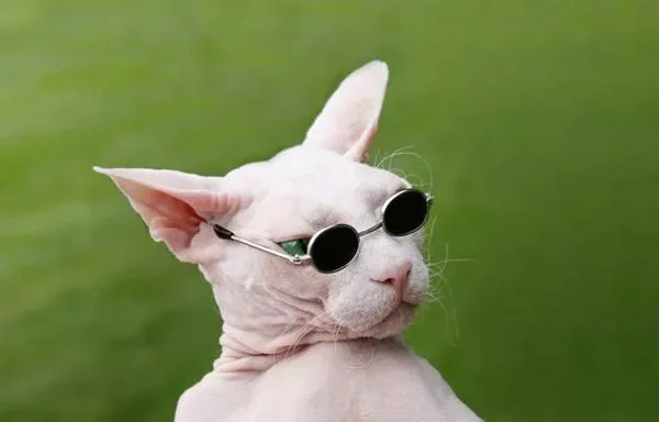 cat sunglasses