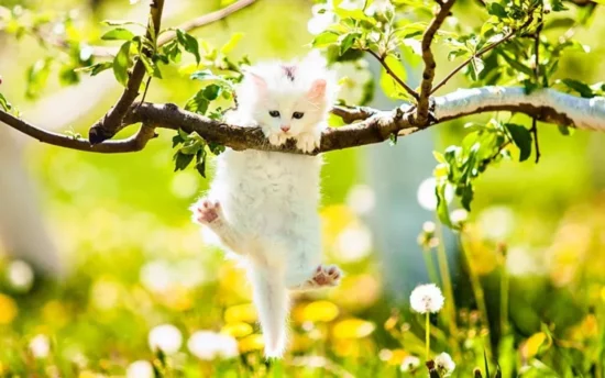 spring cat