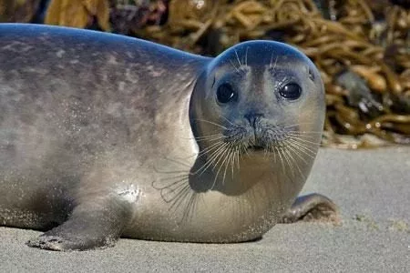 harbor seal 3497np