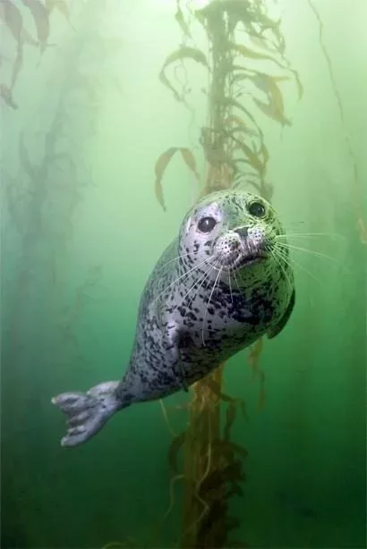 harborseal3