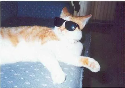 shades cat is terminally chill 17851 1258597593 28