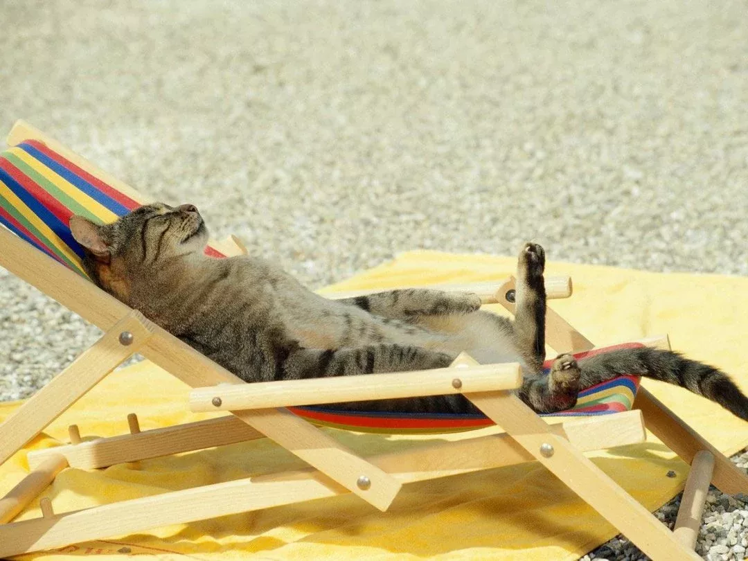 summer cat yoga