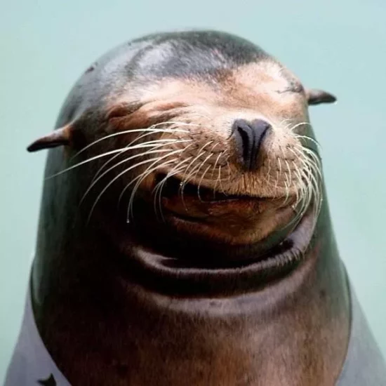 Smile_sealion