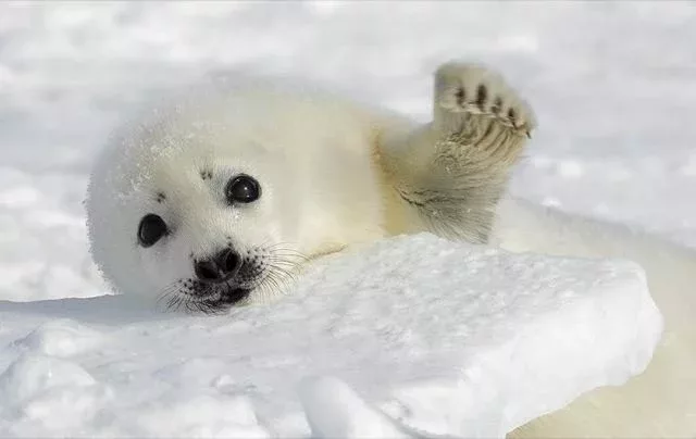 cutest baby animals 15