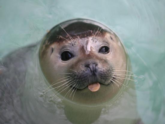 05 Apr 2007,   Belgrade, Serbia --- A young harbor seal (Phoca vitulina) pops her head above the water surface with a coin in her mouth, in Belgrade Zoo as an unusually mild winter in the Balkans is followed by the coming of spring. --- Image by © Sasa Stankovic/epa/Corbis