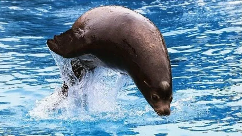 sea lion