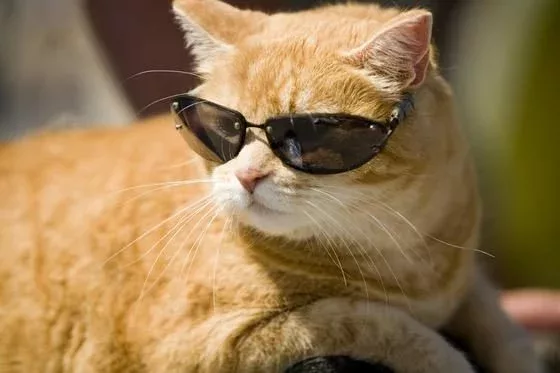 cool cat