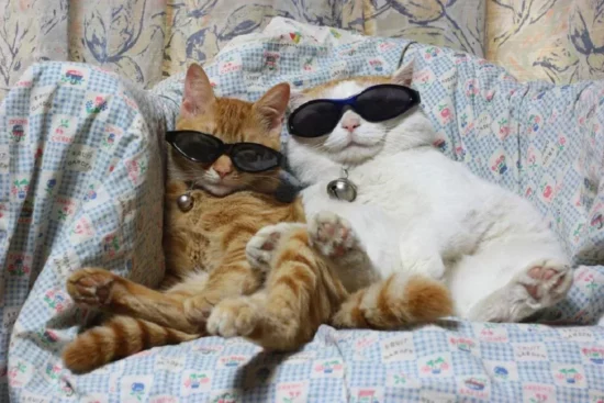 cool cats