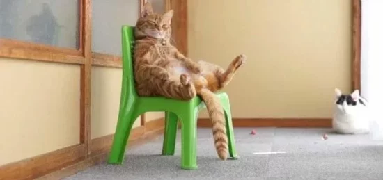 Chill Cat